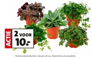 Aanbieding: Trendy kamerplanten