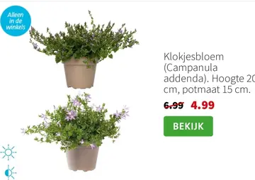 Aanbieding: Klokjesbloem (Campanula addenda)