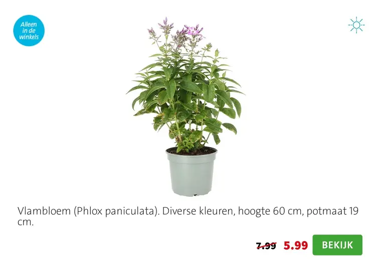 Aanbieding: Vlambloem