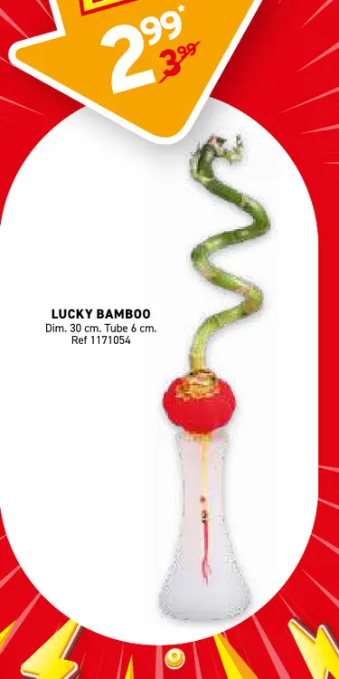 Offre: Lucky bamboo