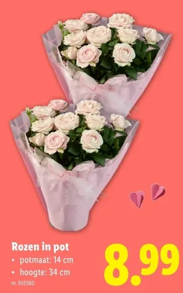 Promotie: Rozen in pot