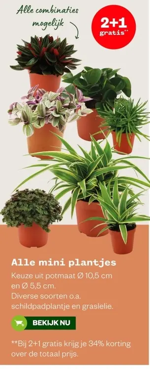 Aanbieding: Alle mini plantjes