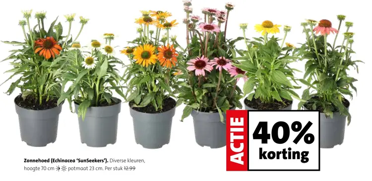 Aanbieding: Zonnehoed (Echinacea 'SunSeekers')