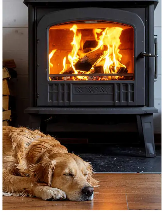 Offre: Golden Retriever