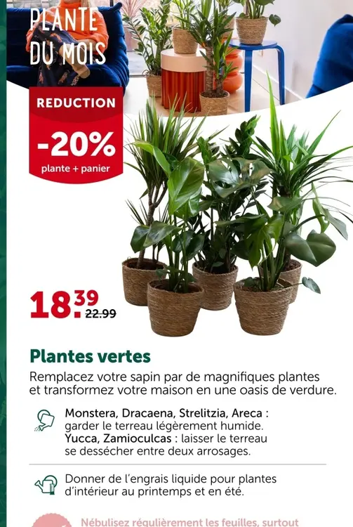 Offre: Plantes vertes