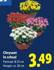 Aanbieding: Chrysant in schaal