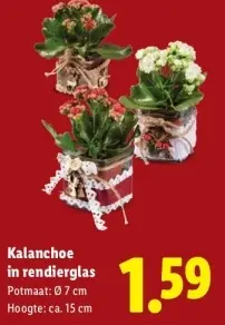 Aanbieding: Kalanchoe