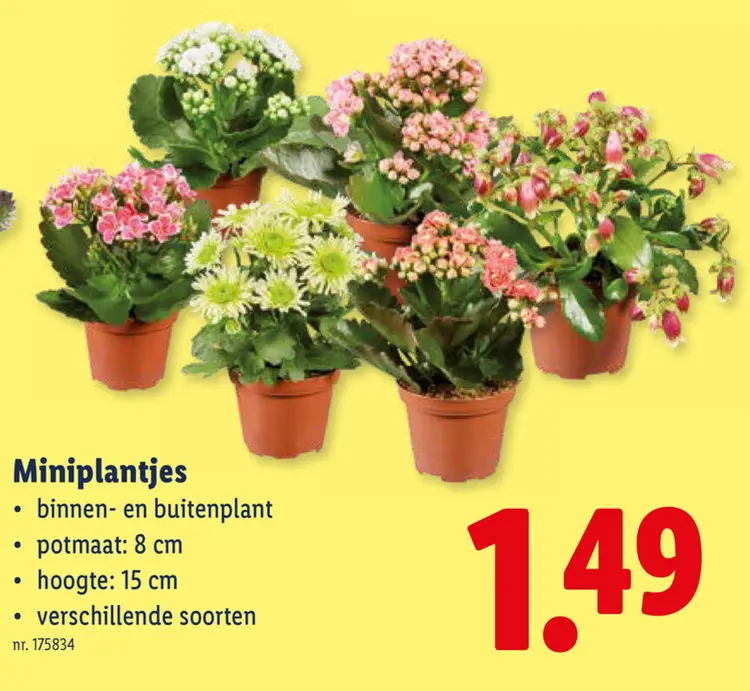 Promotie: Miniplantjes