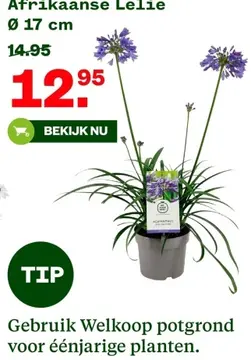 Aanbieding: Afrikaanse Lelie
