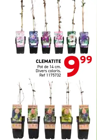 Offre: Clematite