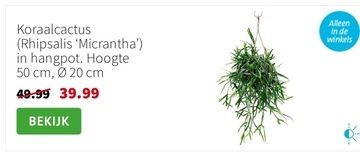 Aanbieding: Koraalcactus (Rhipsalis 'Micrantha') in hangp