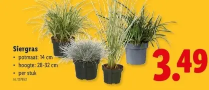 Promotie: Siergras