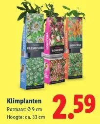 Aanbieding: Klimplanten