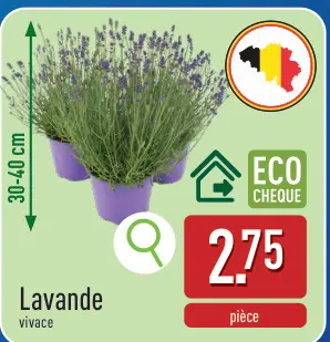 Offre: Lavande