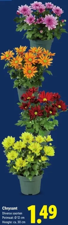 Aanbieding: Chrysant