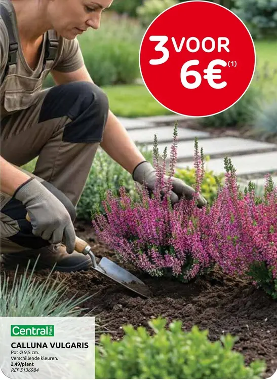 Promotie: Calluna vulgaris