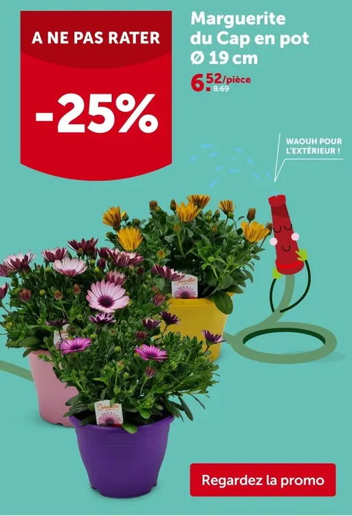 Offre: Marguerite du Cap en pot