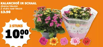 Aanbieding: Kalanchoe in schaal