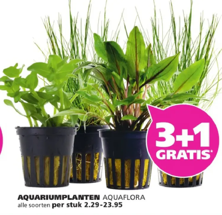 Aanbieding: Aquariumplanten