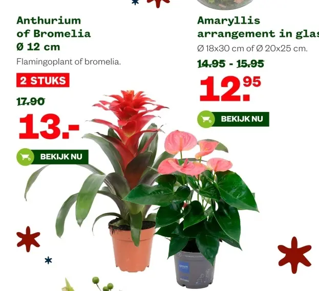Aanbieding: Anthurium of Bromelia