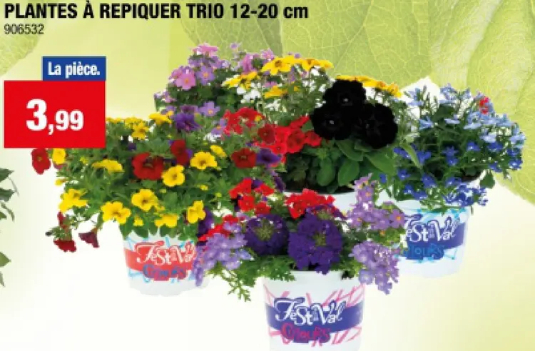 Offre: Plantes à repiquer trio