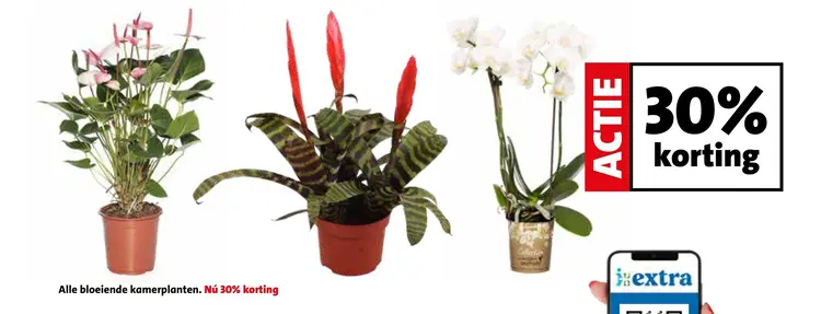 Aanbieding: Bloeiende kamerplanten