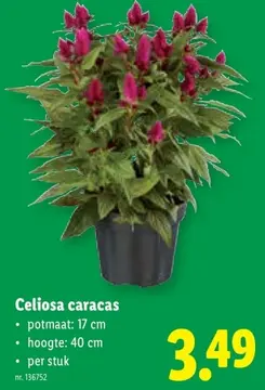 Aanbieding: Celiosa caracas