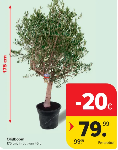 Promotie: Olijfboom