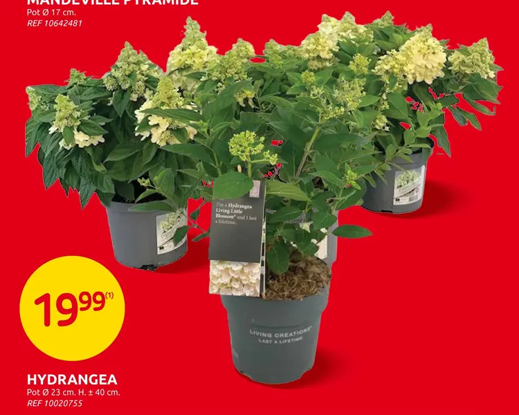 Offre: Hydrangea