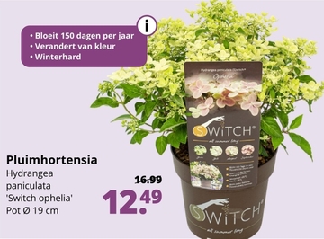 Aanbieding: Pluimhortensia Hydrangea paniculata Switch Ophelia Pot cm