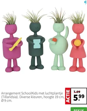 Aanbieding: Arrangement SchoolKids met luchtplantje (Till