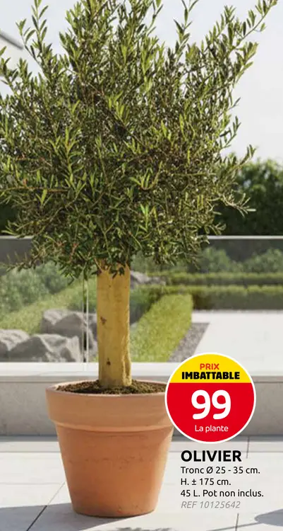 Offre: Olivier