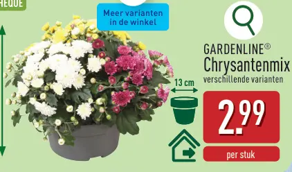 Promotie: Chrysantenmix
