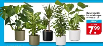 Aanbieding: Kamerplant in keramieken pot