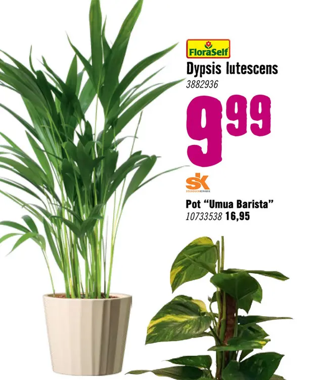 Aanbieding: Arecapalm Dypsis lutescens potmaat Ø 17,0 cm H 40-60 cm