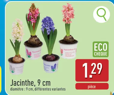 Offre: Jacinthe