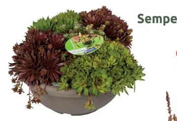 Aanbieding: Sempervivum mix