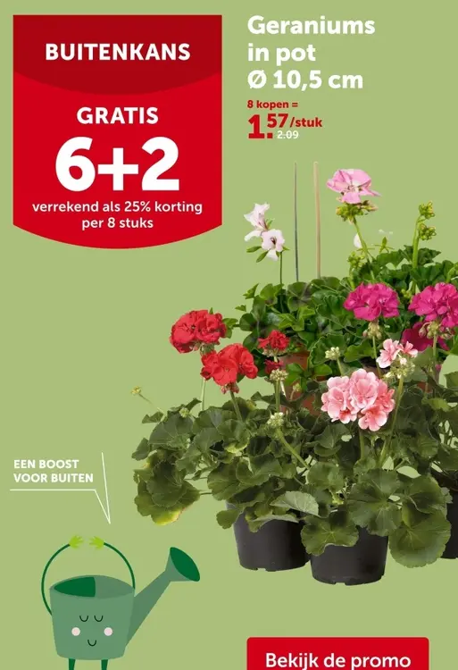 Promotie: Geraniums in pot