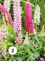 Aanbieding: Lupine