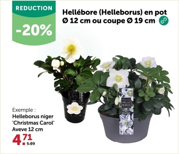 Offre: Hellébore (Helleborus) en pot