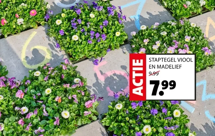 Aanbieding: Staptegel viool en madelief