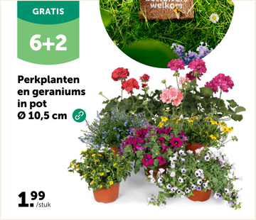 Aanbieding: Perkplanten en geraniums in pot