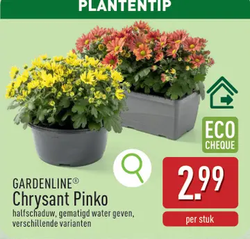 Aanbieding: Chrysant Pinko