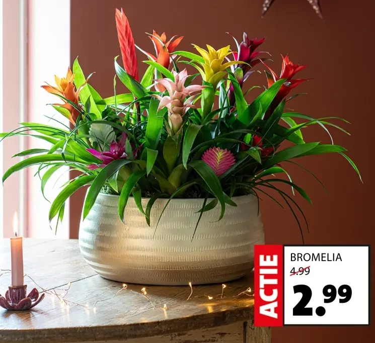 Aanbieding: Bromelia