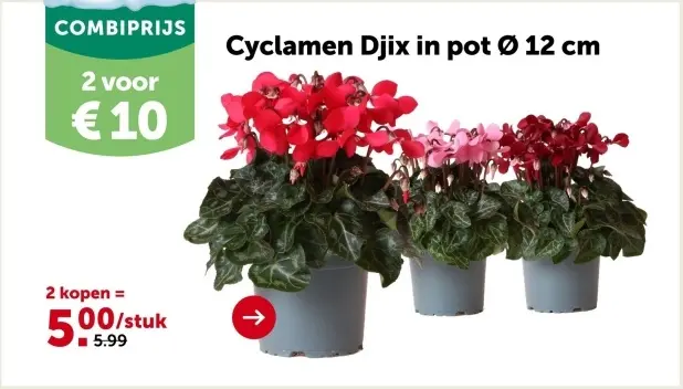 Promotie: Cyclamen Djix