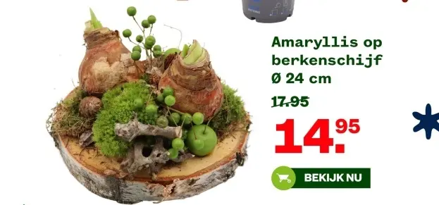 Aanbieding: Amaryllis op berkenschijf