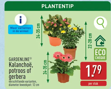 Promotie: Kalanchoë, potroos of gerbera