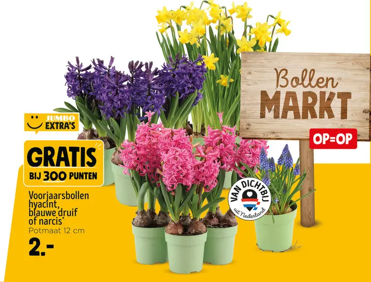 Aanbieding: Voorjaarsbollen