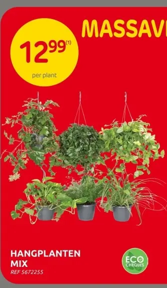 Promotie: Hangplanten mix