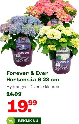 Aanbieding: Hortensia